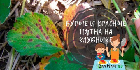 Skvrny na jahodových listech: fotografie a jak zacházet